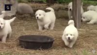 Great Pyrenees Puppies for sale in Detroit, MI, USA. price: NA