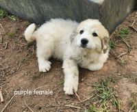 Great Pyrenees Puppies for sale in Oxford, NY 13830, USA. price: $450