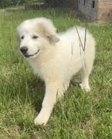Great Pyrenees Puppies for sale in Sharon, SC 29742, USA. price: $500