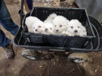 Great Pyrenees Puppies for sale in Winchester, IN 47394, USA. price: $500