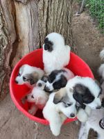 Great Pyrenees Puppies for sale in Norfolk, NE 68701, USA. price: $200
