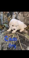 Great Pyrenees Puppies for sale in Mifflinburg, PA 17844, USA. price: $60,000