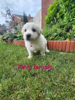 Great Pyrenees Puppies for sale in South Milwaukee, WI 53172, USA. price: $500