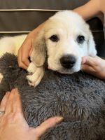 Great Pyrenees Puppies for sale in Shelby, NC, USA. price: $450