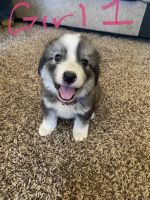 Great Pyrenees Puppies for sale in Pinon Hills, CA, USA. price: $200
