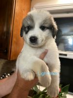 Great Pyrenees Puppies for sale in Torrington, CT 06790, USA. price: NA