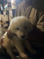 Great Pyrenees Puppies for sale in West Monroe, NY 13167, USA. price: $600