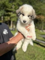 Great Pyrenees Puppies for sale in Torrington, CT 06790, USA. price: $1,200