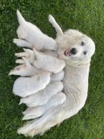 Great Pyrenees Puppies for sale in Somerset, PA 15501, USA. price: $650