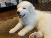 Great Pyrenees Puppies for sale in Jackson, OH 45640, USA. price: $50