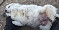 Great Pyrenees Puppies for sale in Kempton, IN 46049, USA. price: $1,400