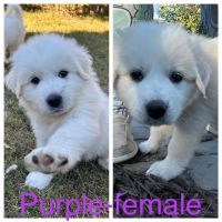 Great Pyrenees Puppies for sale in Apex, NC, USA. price: $500