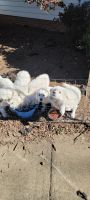 Great Pyrenees Puppies for sale in Winchester, VA 22601, USA. price: $300