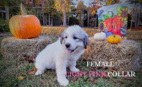 Great Pyrenees Puppies for sale in Moravian Falls, NC, USA. price: $300