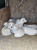 Great Pyrenees Puppies for sale in Wellington, CO 80549, USA. price: $500