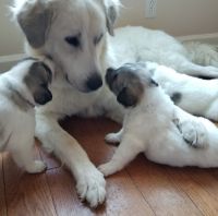 Great Pyrenees Puppies for sale in Nashville, TN, USA. price: $1,000