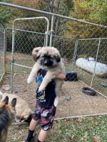 Great Pyrenees Puppies for sale in Bumpass, VA, USA. price: $400