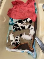 Great Pyrenees Puppies for sale in Kinderhook, NY 12106, USA. price: $800