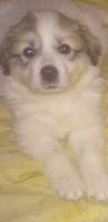 Great Pyrenees Puppies for sale in Rome, GA, USA. price: $500