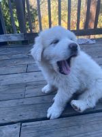 Great Pyrenees Puppies for sale in Rough and Ready, CA, USA. price: $600