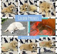Great Pyrenees Puppies for sale in Vestal, NY 13850, USA. price: $700