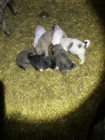 Great Pyrenees Puppies for sale in La Porte, IN 46350, USA. price: $500