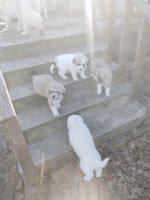 Great Pyrenees Puppies for sale in Nacogdoches, Texas. price: $300