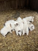Great Pyrenees Puppies for sale in Hawesville, KY 42348, USA. price: $250