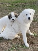 Great Pyrenees Puppies for sale in Alachua, FL, USA. price: $350