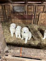 Great Pyrenees Puppies for sale in Knoxville, Iowa. price: $300