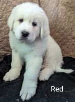 Great Pyrenees Puppies for sale in Kokomo, IN, USA. price: $1,200