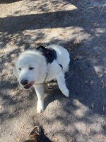 Great Pyrenees Puppies for sale in Tallahassee, Florida. price: $250