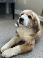 Great Pyrenees Puppies for sale in Culpeper, Virginia. price: $1,000