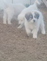 Great Pyrenees Puppies for sale in Red Springs, North Carolina. price: $200