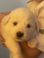 Great Pyrenees Puppies for sale in Jefferson, Ohio. price: $400