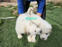 Great Pyrenees Puppies for sale in Tonopah, Arizona. price: $500