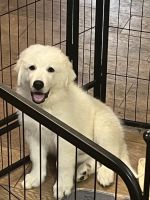 Great Pyrenees Puppies for sale in Bakersfield, California. price: $500