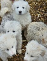 Great Pyrenees Puppies for sale in Creswell, Oregon. price: $175