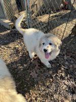Great Pyrenees Puppies for sale in Hinton, West Virginia. price: $200