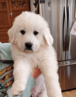 Great Pyrenees Puppies for sale in Aliquippa, Pennsylvania. price: $1,350