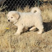 Great Pyrenees Puppies for sale in Kingman, Arizona. price: $250