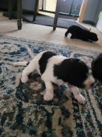 Great Pyrenees Puppies for sale in Bloomington, MN, USA. price: $500