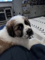 Great Pyrenees Puppies for sale in Dillsboro, Indiana. price: $400