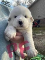 Great Pyrenees Puppies for sale in Davidson, North Carolina. price: $350