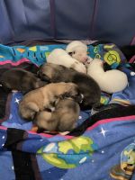 Great Pyrenees Puppies for sale in Callahan, Florida. price: $500