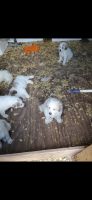 Great Pyrenees Puppies for sale in Seguin, Texas. price: $200