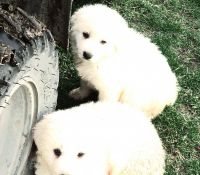 Great Pyrenees Puppies for sale in Monroe City, Missouri. price: $300