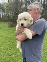 Great Pyrenees Puppies for sale in Daingerfield, Texas. price: $500