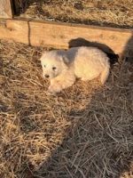 Great Pyrenees Puppies for sale in Taneytown, Maryland. price: $400