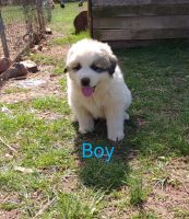 Great Pyrenees Puppies for sale in Salisbury, North Carolina. price: $250